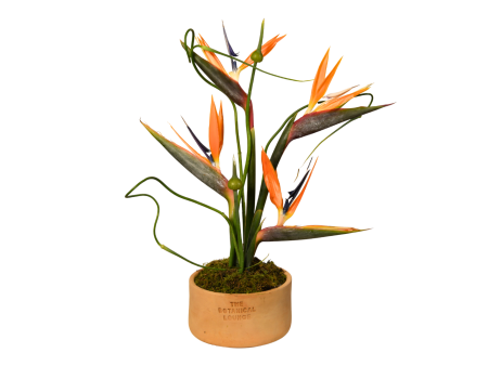 Strelitzia Fleur Haven Online Sale