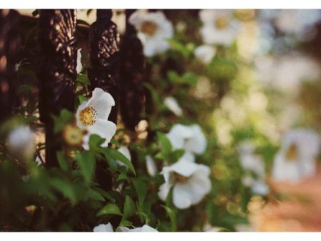 Rose Scented Days - Fine Art Photograph Cheap