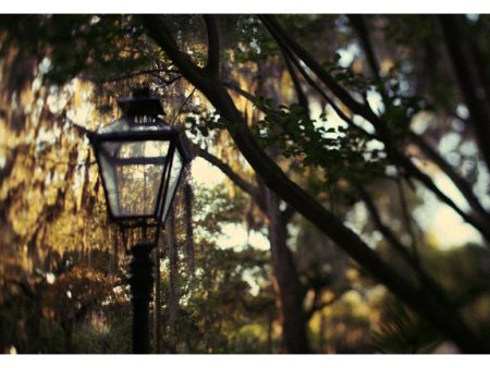 Savannah #4 - Fine Art Photograph For Discount