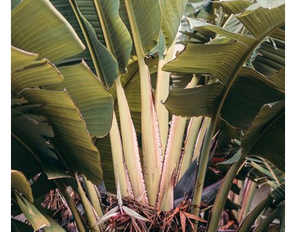 Jungle Layers - Fine Art Photograph Online now