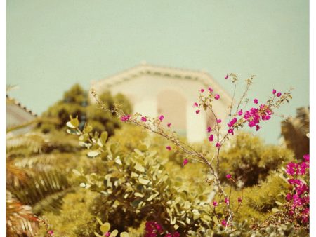 Bougainvillea #2 - Fine Art Photograph Fashion