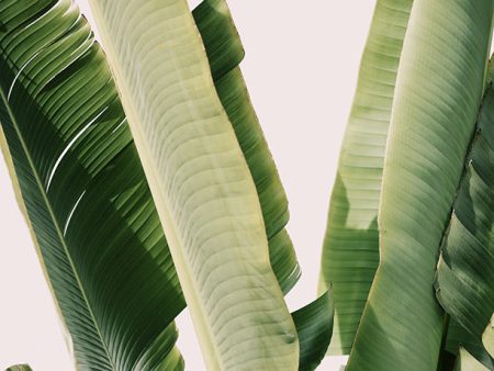 Banana Leaf #1 - Fine Art Photograph Cheap