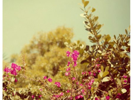 Bougainvillea #1 - Fine Art Photograph Hot on Sale