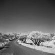 Infrared 400 B&W Negative Film, 120 Sale